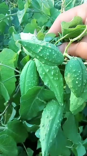 瓢瓜生吃怎么吃,清新口感，健康美味两不误