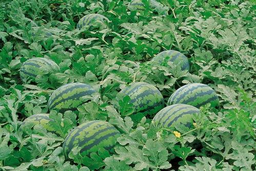 潜江雾livehouse吃瓜,吃瓜群众的热门聚集地