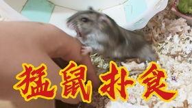 召弟吃瓜,揭秘娱乐圈那些不为人知的幕后故事