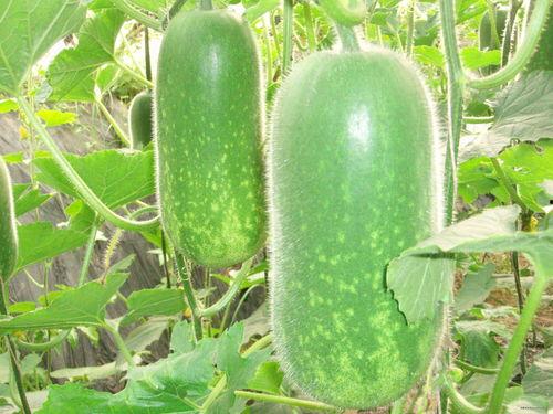 垚垚吃瓜,垚垚吃瓜背后的故事与启示