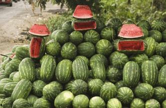 西瓜瓜农吃瓜,西瓜盛宴共享欢乐时光