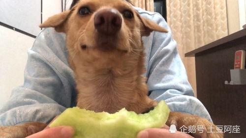 小狗吃瓜吧唧,趣味瞬间捕捉