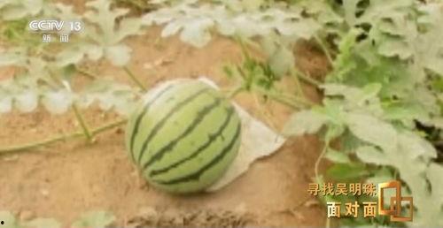 河北近期吃瓜新闻,近期热点事件盘点