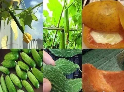 洛宝吃瓜记,揭秘娱乐圈幕后风云