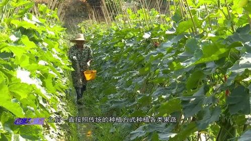 湾区吃瓜,揭秘吃瓜群众的幕后故事