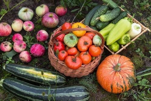 5幺吃瓜,网络热词背后的故事与影响