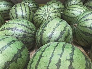 小地瓜吃瓜,小地瓜的甜蜜瓜果之旅