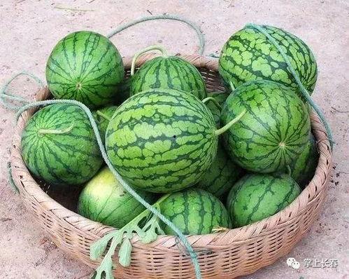 北方与南方吃瓜,瓜果飘香，风味各异