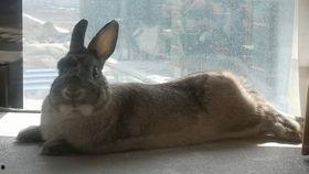 吃瓜的兔崽,吃瓜兔崽的趣味生活揭秘