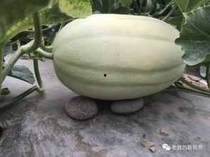 吃瓜资源哪里找