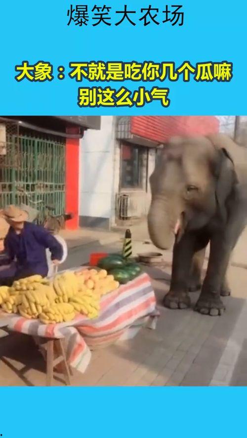 大象杯吃瓜