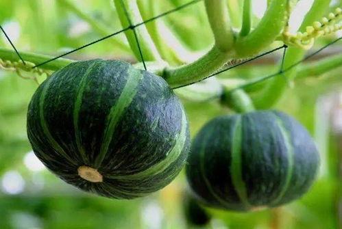 梦见从娘家摘葫芦瓜吃瓜