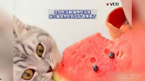 猫可吃瓜,揭秘猫可吃瓜的奥秘与营养