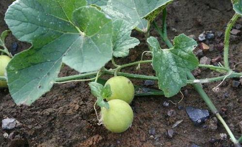 小鸟吃马泡瓜,自然界的和谐交响曲