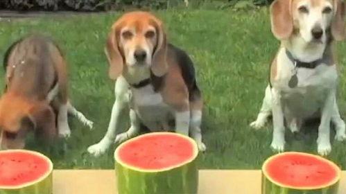 吃瓜的狗,揭秘宠物界的“吃瓜群众”