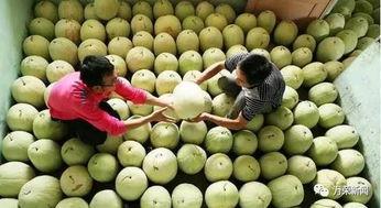 三白瓜吃最难吃的瓜吗