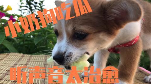 狗吃瓜的心情